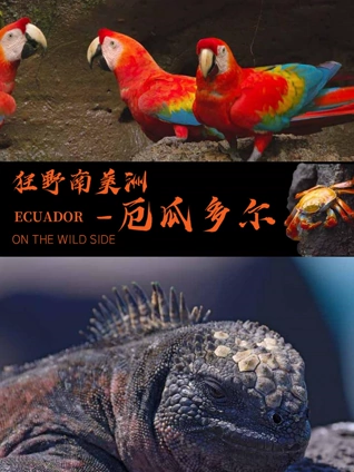 狂野南美洲厄瓜多尔